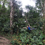 Jungle swing