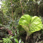 Mindo jungle heart leaf